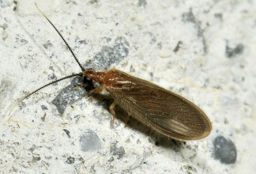 Sisyra terminalis